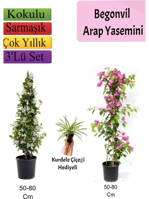 Die Grup Bitkim Sende Arap Yasemini, Pembe Begonvil, Kurdele Çiçeği Hediyeli Set, 50-80 cm