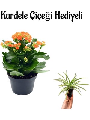 Die Grup Gardenbox Turuncu Kalanşo (Kalanchoe) Çiçeği, Saksılı, Hediyelik