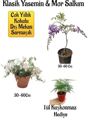 Die Grup Nura Botanik Mis Kokulu Klasik Yasemin, Mor Salkım Ağacı Fidanı, Tül Kuşkonmaz Peyzaj Seti, 30-60 cm