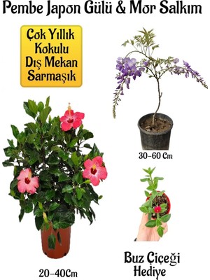 Die Grup Bitkim Sende Pembe Japon Gülü Çiçeği, Mor Salkım Ağacı Fidanı, Buz Çiçeği Hediyeli Bahçe Peyzaj Seti
