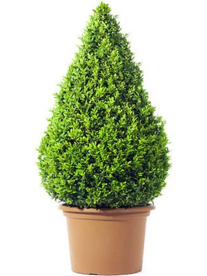 Die Grup Serada Decor & Plant Şimşir Fidanı, 30-45 Cm, Saksılı Buxus, Yeşil