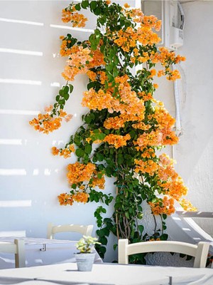 Die Grup Gardenbox Turuncu Gelin Tacı Çiçeği Fidanı, 30-60 Cm, 1 Adet Saksılı Bougainvillea