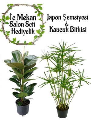 Die Grup Nura Botanik Japon Şemsiyesi (40-60CM) Saksılı + Kauçuk Bitkisi (50-70CM) Saksılı, Set