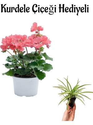 Die Grup Gardenbox Açık Pembe Sardunya Çiçeği, Kurdele Çiçeği Hediyeli