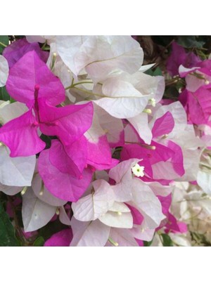 Die Grup Nura Botanik Begonvil Çift Renk Beyaz - Pembe 50-70 cm Bougainvillea