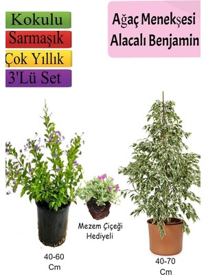 Die Grup Serada Decor & Plant Beyaz Alacalı Benjamin Bitkisi, Ağaç Menekşesi, Mezem Çiçeği Hediyeli, 3'lü Set