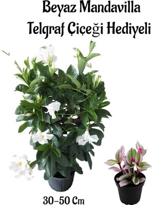 Die Grup Gardenbox Mis Kokulu Beyaz Mandevilla Çiçeği, 30-50 Cm, Telgraf Çiçeği Hediyeli