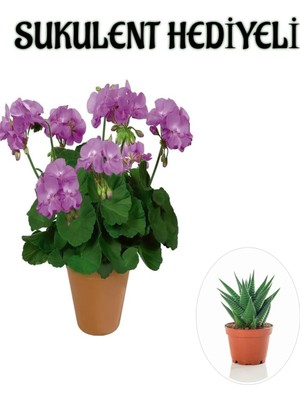 Die Grup Serada Decor & Plant Mor Sardunya Fidanı, Sukulent Hediyeli