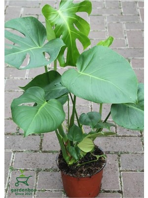 Die Grup Nura Botanik Monstera Deliciosa, Deve Tabanı Çiçeği, Salon Ofis Bitkisi, Yeşil