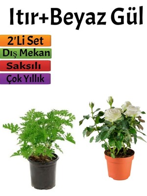Die Grup Gardenbox Yoğun Kokulu Itır Çiçeği + Beyaz Gül Fidanı, 15-25 Cm, Saksılı, Çok Renkli, 2'li Set