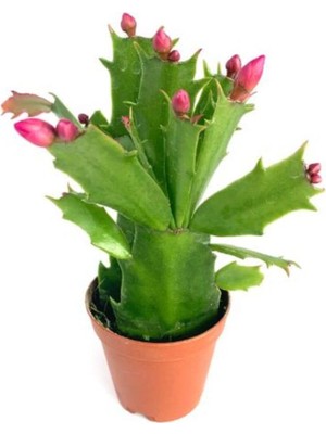 Die Grup Nura Botanik Kırmızı Yılbaşı Çiçeği Schlumbergera Truncata, 1 Adet Saksılı