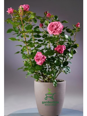 Die Grup Nura Botanik Yediveren Pembe Renk Gül Fidanı, Saksılı, 30-50 cm