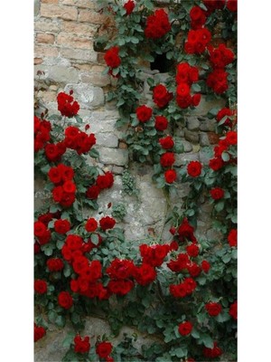 Die Grup Nura Botanik Kırmızı Yediveren Sarmaşık Gül Fidanı, Kokulu, 3 Adet, Saksılı, 80-160 Cm, Climbing Rose