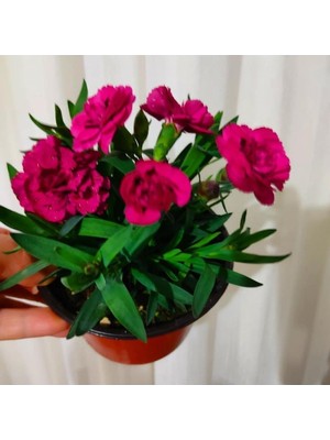 Die Grup Serada Decor & Plant Karanfil Mis Kokulu Çiçek, 15-30CM, Saksılı, Tek Ebat