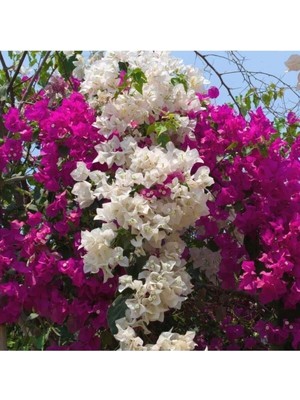 Die Grup Gardenbox Çift Renkli Pembe Beyaz Begonvil Bougainvillea, 30-60CM