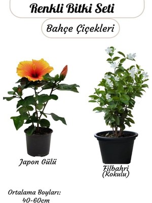 Die Grup Nura Botanik Turuncu Japon Gülü Çiçeği + Filbahri (Philadelphus) Seti, 40-60 cm