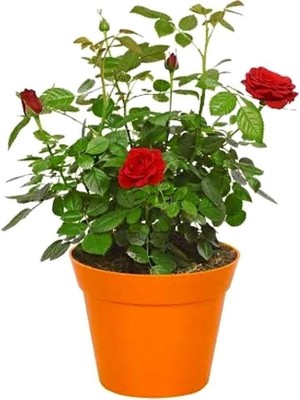 Die Grup Nura Botanik Gül Fidanı, Kokulu Kırmızı, 40-65 Cm, Saksılı Aşılı Red Rose