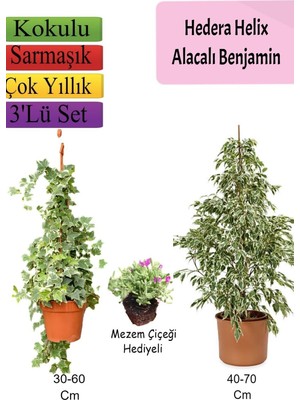 Die Grup Nura Botanik Alacalı Beyaz Benjamin Bitkisi, Hedera Helix Sarmaşığı, Mezem Çiçeği Hediyeli, 3'lü Set