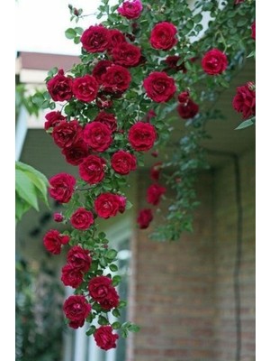 Die Grup Nura Botanik Sarmaşık Katmerli Reçellik Kokulu Gül, 50-80CM, Sakslı, Kırmızı