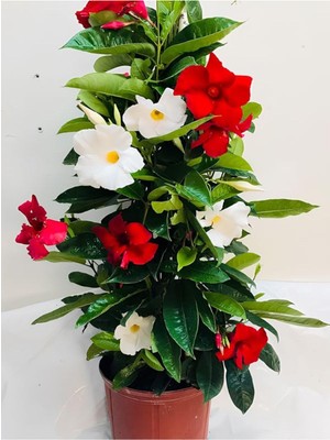 Die Grup Gardenbox Mandevilla Mix 30-60 Cm, Karışık Renkli Kırmızı Beyaz, Saksılı Çiçekli Sarmaşık