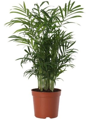 Die Grup Nura Botanik Areka Palmiyesi 30-40CM, Saksılı, Yeşil