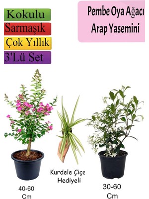 Die Grup Bitkim Sende Pembe Oya Ağacı, Arap Yasemini, Kurdele Çiçeği Hediyeli, 3'lü Set