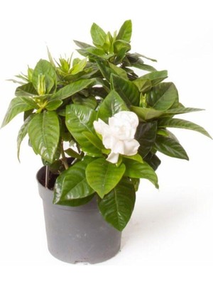 Die Grup Nura Botanik Gardenya Jasminoides Kokulu Gardenya Ev ve Ofis Bitkisi, 30 Cm, Beyaz