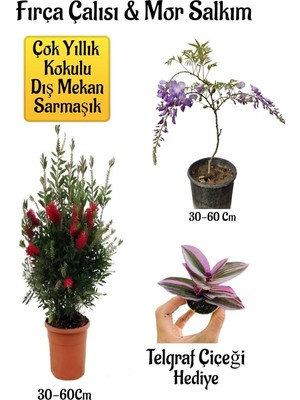 Die Grup Gardenbox Fırça Çalısı Fidanı, Mor Salkım Ağacı Fidanı, Telgraf Çiçeği Hediyeli Peyzaj Seti, Çok Renkli