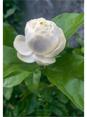 Die Grup Yoğun Kokulu Katmerli Ful Yasemin Çiçeği 1 Adet Saksılı 40-60CM (Jasminum Sambac), GRB080624NA42
