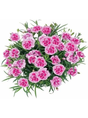 Die Grup Nura Botanik Kokulu Pembe Ebruli Karanfil Çiçeği, Saksılı Bodur Tür, 15-25CM