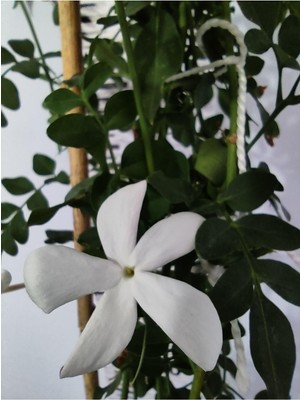 Die Grup Şam Yasemini (Common Jasmine) - Yoğun Kokulu Çiçekli Iç ve Dış Mekan Bitkisi