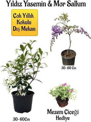 Die Grup Gardenbox Kokulu Yıldız Yasemin Çiçeği, Mor Salkım Ağacı Fidanı, Mezem Çiçeği Hediyeli Peyzaj Seti, Çok Renkli