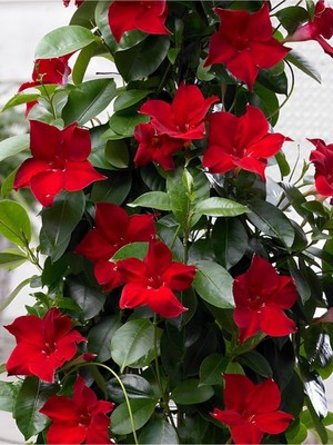 Die Grup Gardenbox Kırmızı Mandevilla Sarmaşık Bitkisi, 30-60 cm Saksıda, Gösterişli Çiçekli Tırmanıcı