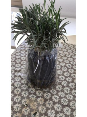 Die Grup Nura Botanik Bahçe Tipi Lavanta Fidanı, 3 Adet, 15-25 Cm, Intermedia