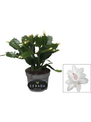 Die Grup Nura Botanik Schlumbergera Truncata White Yılbaşı Çiçeği, Beyaz, 10-15 cm