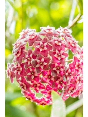 Die Grup Nura Botanik Mum Çiçeği Kırmızı, 15-20 Cm, 1. Kalite
