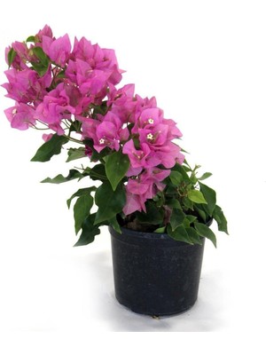Die Grup Nura Botanik Begonvil Fidanı, Pembe, 25 Cm, Çiçekli Bougainvillea