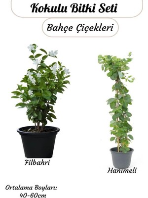 Die Grup Nura Botanik Kokulu Sarmaşık Seti, Filbahri + Hanımeli, Saksılı, 40-60 cm