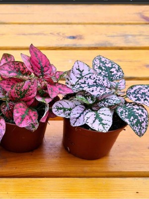 Die Grup Nura Botanik Kırmızı/pembe Hostes Çiçeği, 10/15CM, 2 Adet, Saksılı Iç Mekan Çiçeği