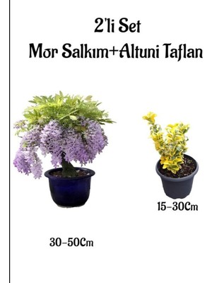 Nura Botanik Mor Salkım Ağacı Fidanı + Altuni Taflan Çit Bitkisi 2'li Set, Dış Mekan Bitkisi