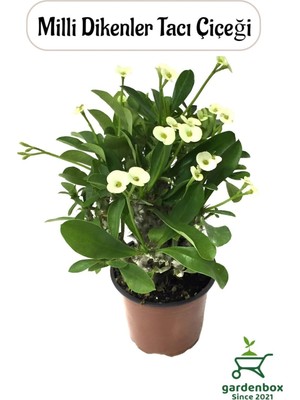 Die Grup Nura Botanik Dolgun Formlu Beyaz Renk Dikenler Tacı, 20-25 Cm, 1 Adet