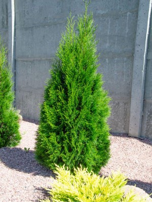 Die Grup Nura Botanik Leylandi Fidanı, 40-60 Cm, 1 Adet, Tüplü Saksılı, Dış Mekan Bitkisi, Cupressus