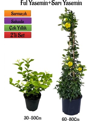Die Grup Gardenbox Yoğun Kokulu Ful Yasemin Fidanı + Sarı Yasemin Fidanı 2'li Kokulu Bahçe Peyzaj Seti