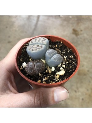 Die Grup Lithops Yaşayan Taş Kaktüs Sukulent 5,5 cm Saksıda
