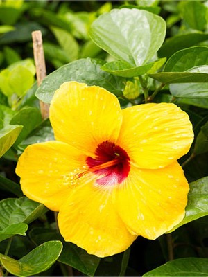 Die Grup Nura Botanik Sarı Japon Gülü, Sarı Çiçekli, 1 Adet Saksılı, 40-60 Cm, Bahçe Bitkisi (Hibiscus Rose)