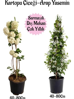 Die Grup Gardenbox Kartopu Çiçeği + Kokulu Arap Yasemini Saksılı Bahçe Peyzaj Seti, Çok Renkli