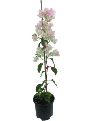 Die Grup Nura Botanik Begonvil Sarmaşığı, Beyaz, 50-80 Cm, Bougainvillea