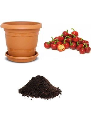 Die Grup Gardenbox Nadir Acı Kiraz Biberi Tohumu, 10 Adet Ekim Seti, Toprak ve Saksı Dahil