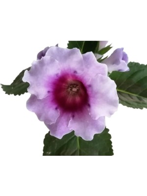 Die Grup Çok Avantajlı Gloxinia Bardak Menekşe (Mor Beyaz Çiçekli)