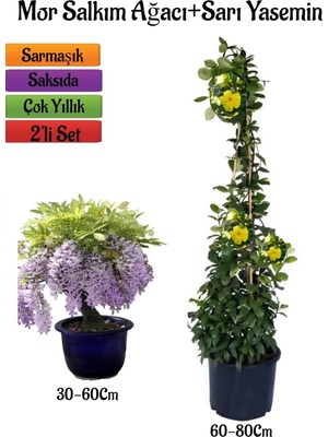 Die Grup Gardenbox Mor Salkım Ağacı Fidanı + Sarı Yasemin Çiçeği Fidanı, 2'li Bahçe Peyzaj Seti